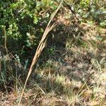 Brachypodium phoenicoides Frukt