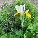 Iris orientalis Flower