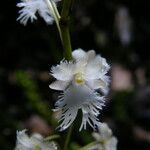 Rhipidoglossum polydactylum 花