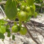 Cordia subcordata Fruto