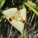 Dietes bicolor Flower