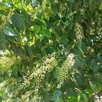 Prunus lusitanica പുഷ്പം