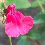 Salvia microphylla Кветка