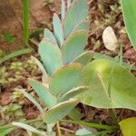 Kalanchoe marnieriana Leaf