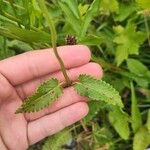 Stachys officinalis Листок