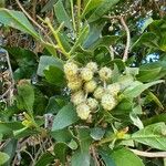 Conocarpus erectus ᱡᱚ