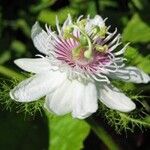 Passiflora foetida Цвят