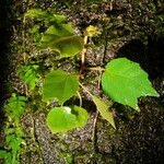 Begonia glabra Levél