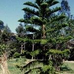 Araucaria nemorosa Hábito