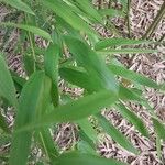 Phyllostachys flexuosa Hoja
