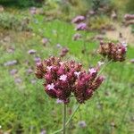 Verbena bonariensisKwiat