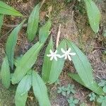 Maianthemum stellatum Floare