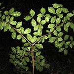 Buchenavia tetraphylla Leaf