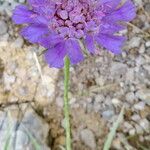 Lomelosia graminifolia Flower