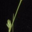 Carex brunnescens 形态