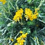 Genista canariensis Hoja