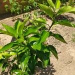 Citrus × aurantium Листо