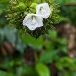 Pavonia fruticosa Fiore