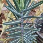 Euphorbia isatidifolia List