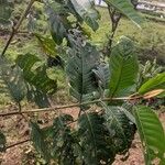 Harungana madagascariensis Hoja