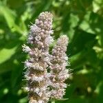 Mentha longifolia Flower