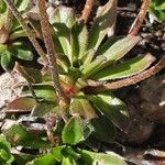 Androsace obtusifolia Hostoa