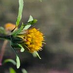 Bidens frondosa Kvet