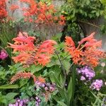 Crocosmia paniculata 花