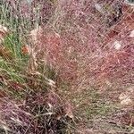 Muhlenbergia capillaris Alkat (teljes növény)