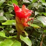 Costus pulverulentus 花