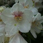 Rhododendron formosanum Blüte