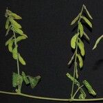 Rhynchosia minima Other