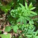 Galium aristatum Листок