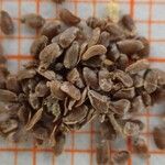 Campanula thyrsoides ফল