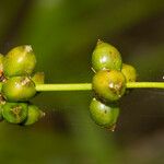 Lomandra insularis Fruchs