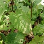 Solidago virgaurea Leaf