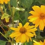 Heliopsis helianthoides Flors