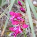 Gladiolus dubius Arall