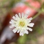 Hypochaeris albiflora Flor