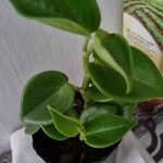 Peperomia serpens Frunză