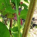 Dipsacus pinnatifidus Corteza