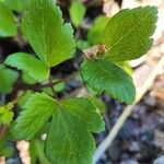 Ligusticum scothicum Blad