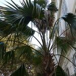 Sabal palmetto Φύλλο