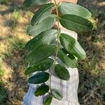 Platypodium elegans Folha