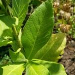 Nicotiana sylvestris 葉