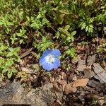 Nemophila phacelioides Цвят