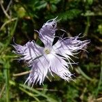 Dianthus hyssopifolius Květ