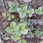 Potentilla nepalensis موطن