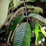 Ormosia amazonica Лист