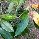Prunus caroliniana Blomst